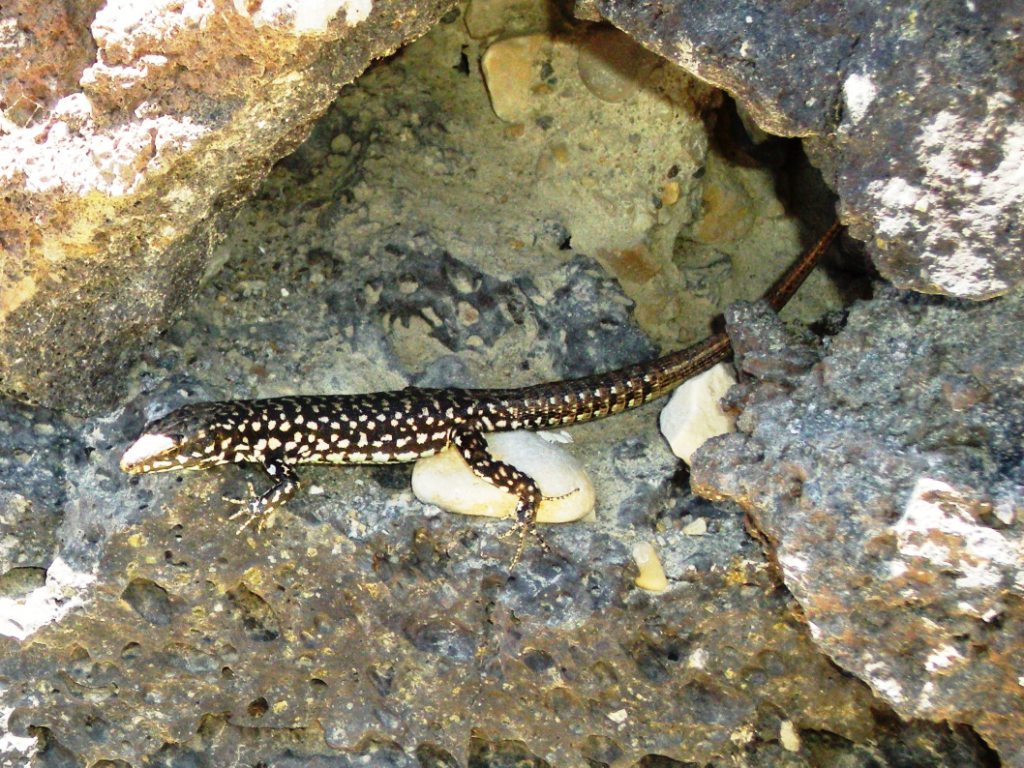 Podarcis filfolensis laurentiimuelleri